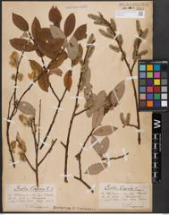 Foto von Salix caprea L.
